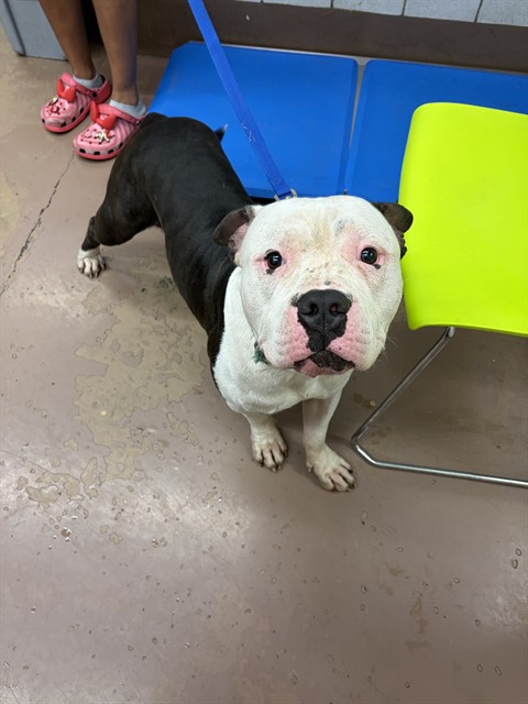 Acer at Chicago Animal Care and Control