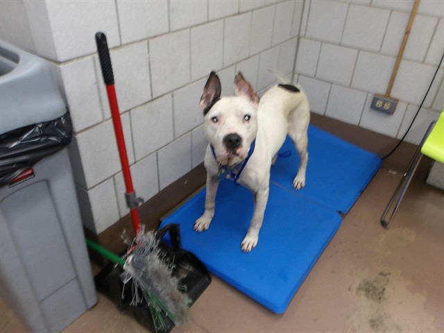 American Pit Bull Terrier at Chicago Animal Care and Control