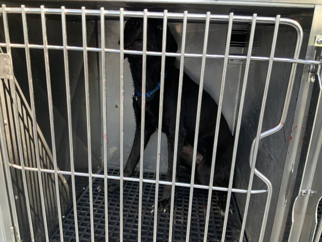 German Shepherd Dog / Labrador Retriever at Chicago Animal Care and Control