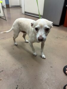 Romeo, adoptable Chihuahua at Chicago Animal Care and Control
