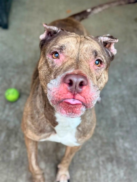 Illy, adoptable American Pit Bull Terrier at Chicago Animal Care and Control