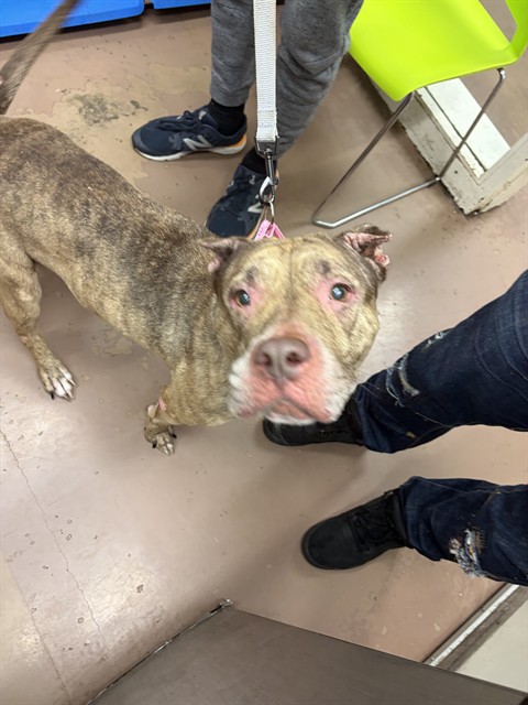Coco at Chicago Animal Care and Control