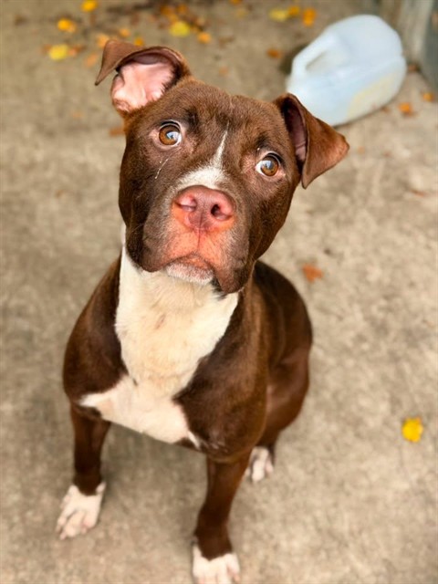 Lil Sweet, adoptable American Pit Bull Terrier at Chicago Animal Care and Control