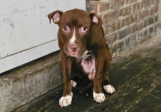 American Pit Bull Terrier at Chicago Animal Care and Control
