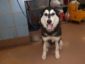 Lovie, adoptable Siberian Husky at Chicago Animal Care and Control