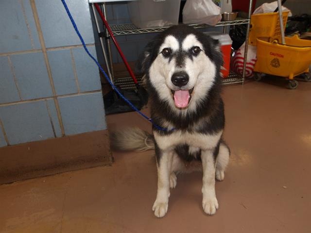 Lovie, adoptable Siberian Husky at Chicago Animal Care and Control