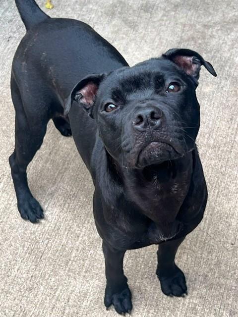 Yuli, adoptable American Pit Bull Terrier at Chicago Animal Care and Control