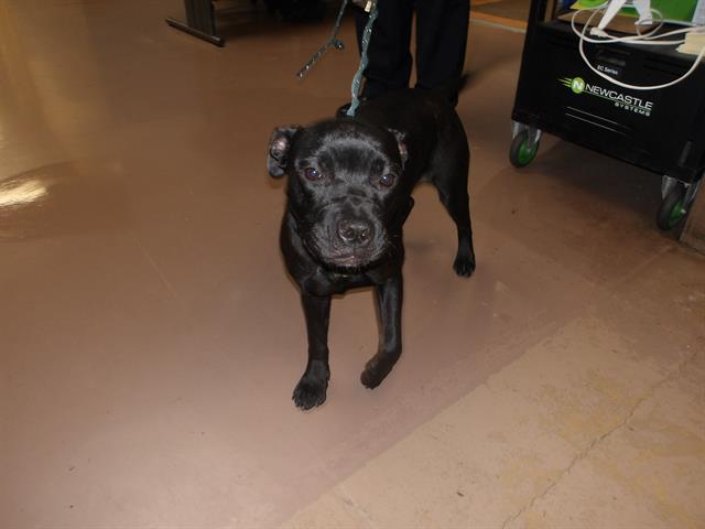 Midnight, adoptable American Pit Bull Terrier at Chicago Animal Care and Control