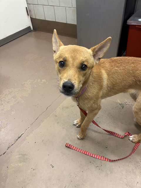 German Shepherd Dog at Chicago Animal Care and Control