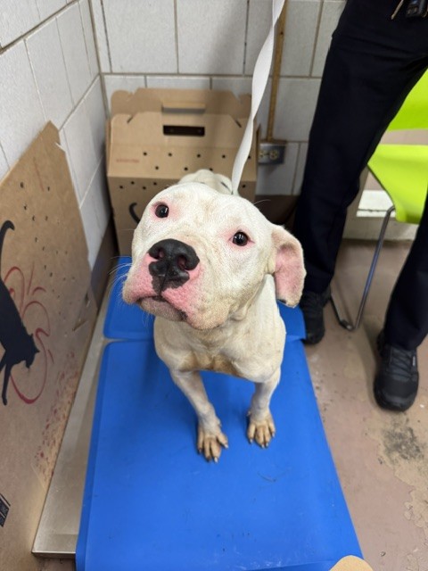 American Pit Bull Terrier at Chicago Animal Care and Control