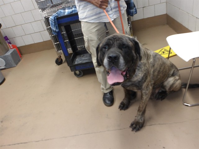 Mastiff at Chicago Animal Care and Control
