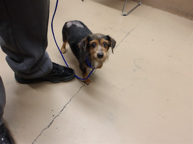 Dog A318521 at Chicago Animal Care and Control