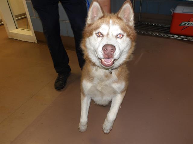 Siberian Husky at Chicago Animal Care and Control