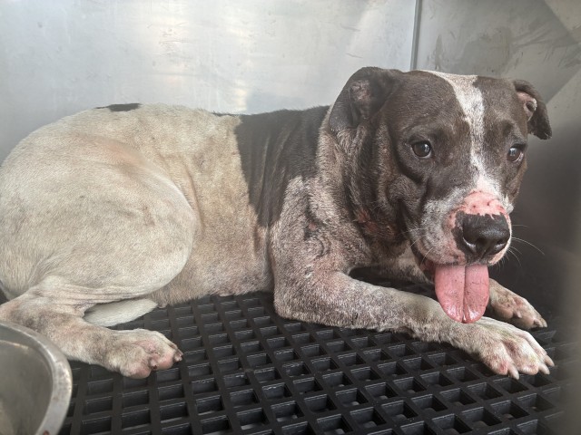 Medusa at Chicago Animal Care and Control
