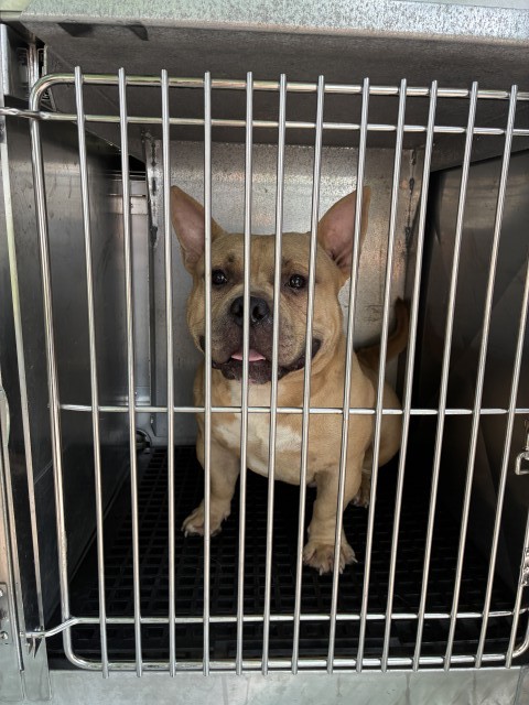 Bulldog at Chicago Animal Care and Control