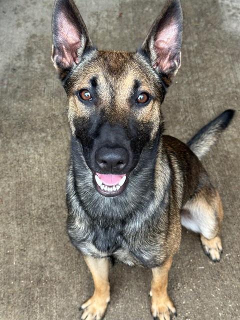Canberra, adoptable Belgian Malinois at Chicago Animal Care and Control