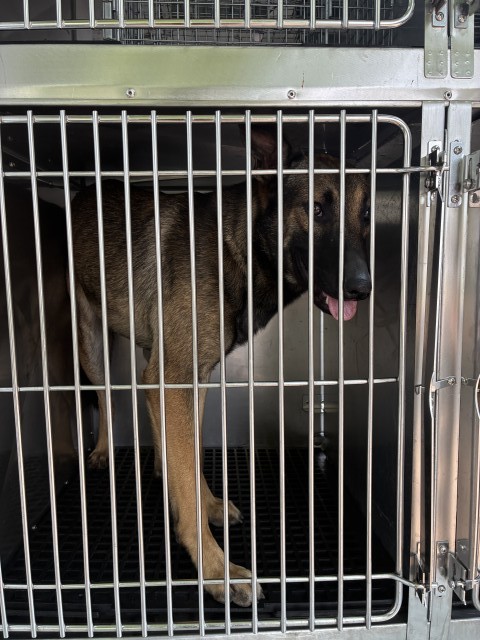 Belgian Malinois at Chicago Animal Care and Control