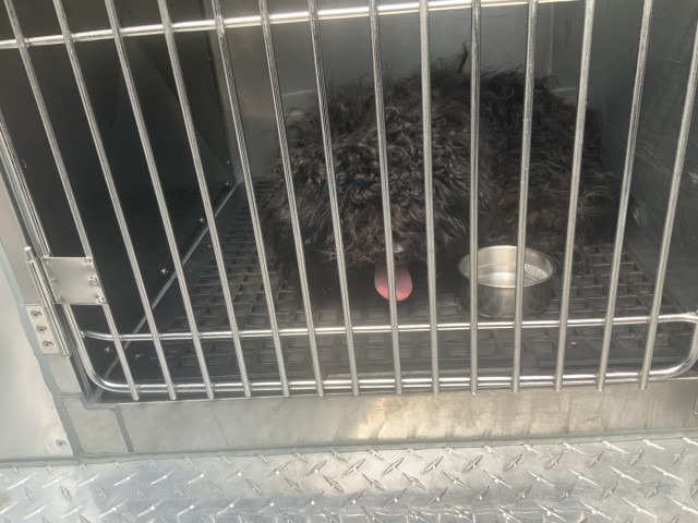 Poodle at Chicago Animal Care and Control