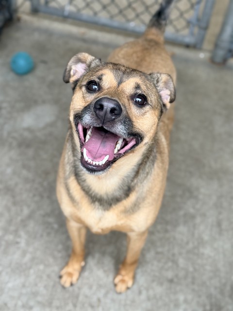 Cortado, adoptable German Shepherd Dog at Chicago Animal Care and Control