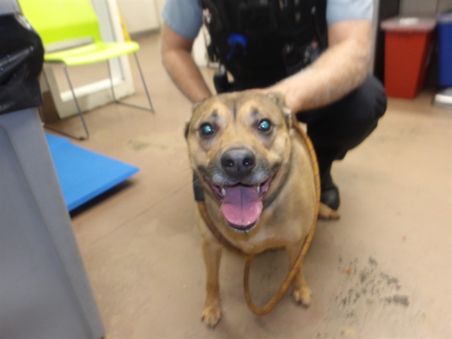 German Shepherd Dog at Chicago Animal Care and Control
