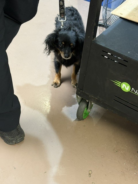 Chihuahua at Chicago Animal Care and Control — photo 2