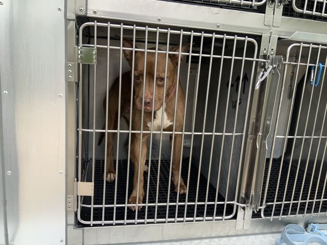 Lady at Chicago Animal Care and Control — photo 3