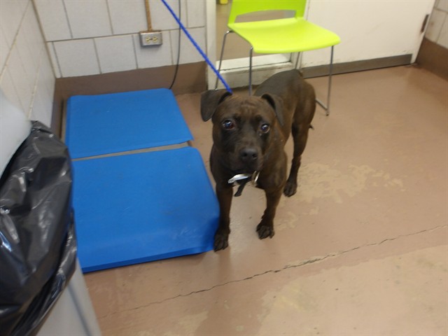 American Pit Bull Terrier at Chicago Animal Care and Control