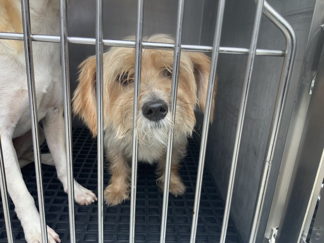 Dog A318609 at Chicago Animal Care and Control