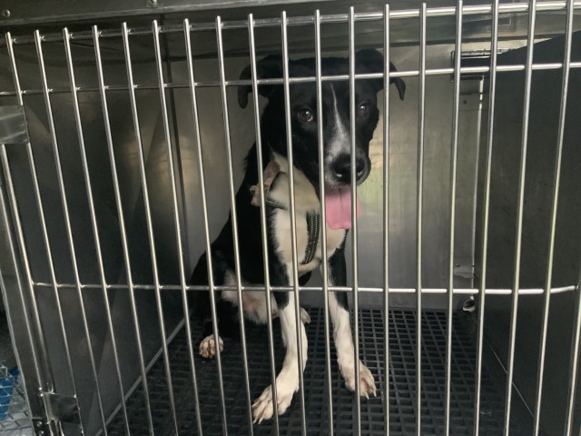 Border Collie at Chicago Animal Care and Control — photo 3