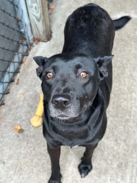 Pellegrina, adoptable Border Collie at Chicago Animal Care and Control