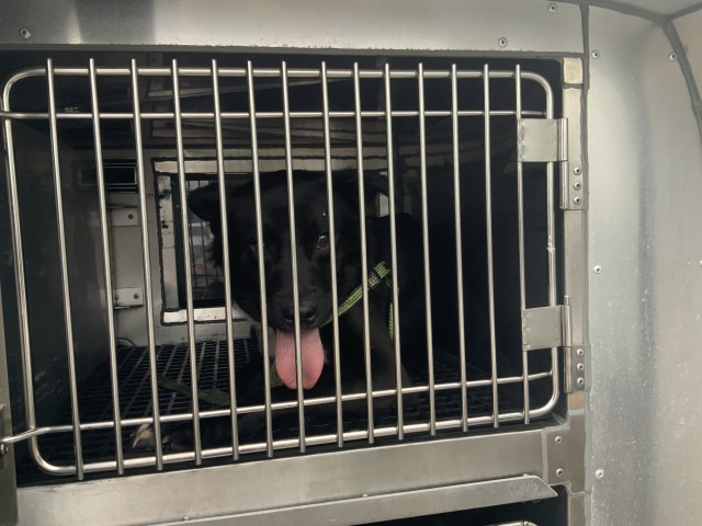 Border Collie at Chicago Animal Care and Control — photo 3