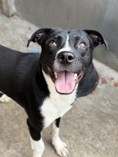 Cold Brew, adoptable Border Collie at Chicago Animal Care and Control