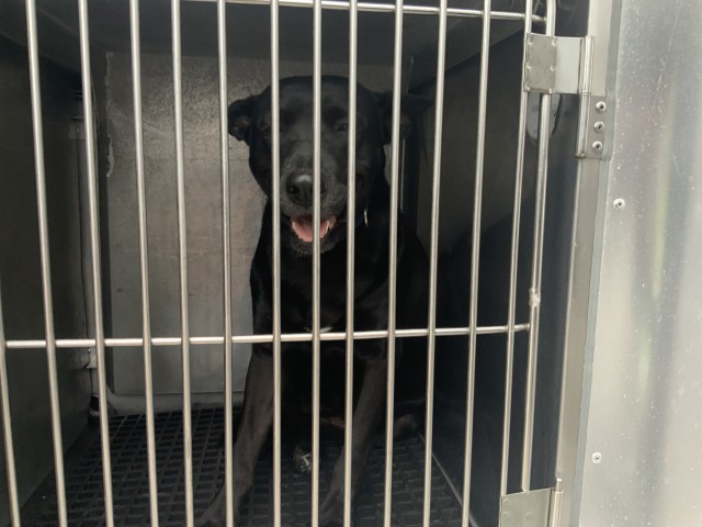 Border Collie at Chicago Animal Care and Control