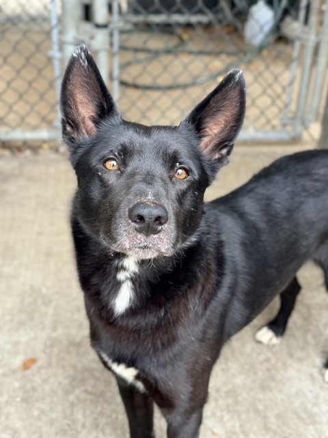 Americano, adoptable Border Collie at Chicago Animal Care and Control