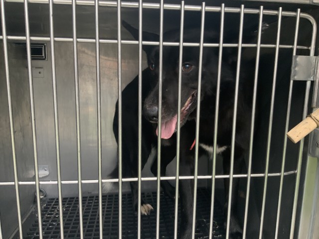 Border Collie at Chicago Animal Care and Control