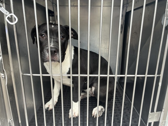 American Pit Bull Terrier at Chicago Animal Care and Control — photo 1