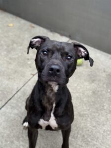 Plumeria, adoptable American Pit Bull Terrier at Chicago Animal Care and Control