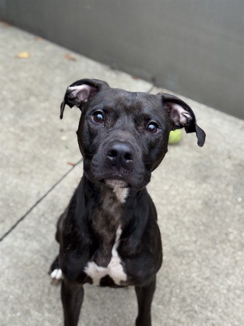 Plumeria at Chicago Animal Care and Control