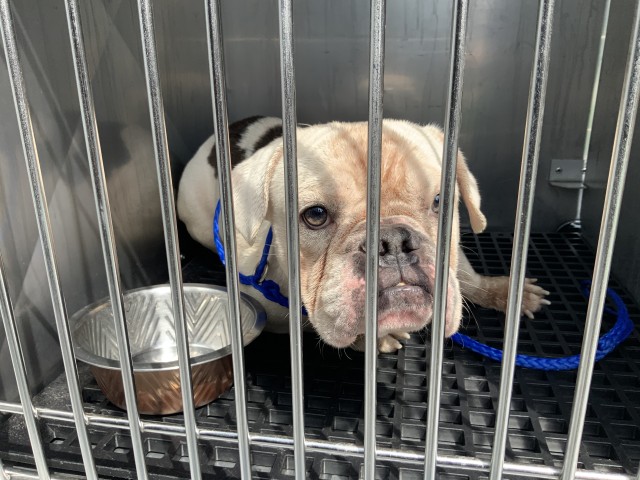 Bulldog at Chicago Animal Care and Control — photo 2