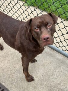 Jonquil, adoptable Labrador Retriever at Chicago Animal Care and Control