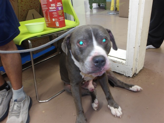 American Pit Bull Terrier at Chicago Animal Care and Control