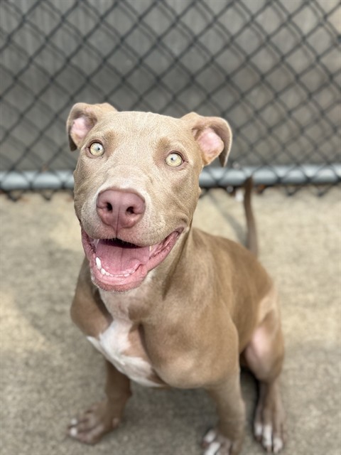 Minion, adoptable American Pit Bull Terrier at Chicago Animal Care and Control