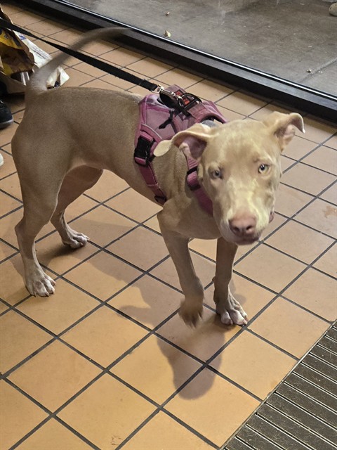 American Pit Bull Terrier at Chicago Animal Care and Control