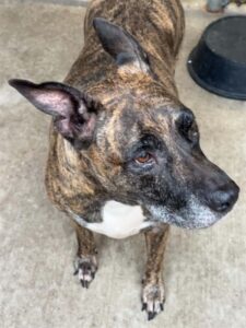 Hazeltine, adoptable American Pit Bull Terrier at Chicago Animal Care and Control