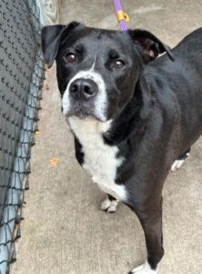 Cobbler, adoptable American Pit Bull Terrier at Chicago Animal Care and Control