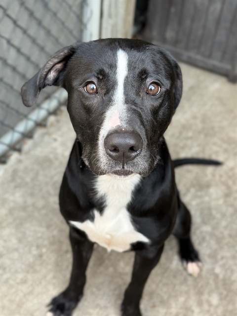 Brussels Sprout, adoptable American Pit Bull Terrier at Chicago Animal Care and Control