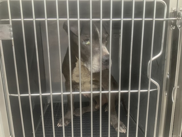 American Pit Bull Terrier at Chicago Animal Care and Control