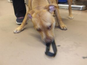Rock Young, adoptable American Pit Bull Terrier at Chicago Animal Care and Control