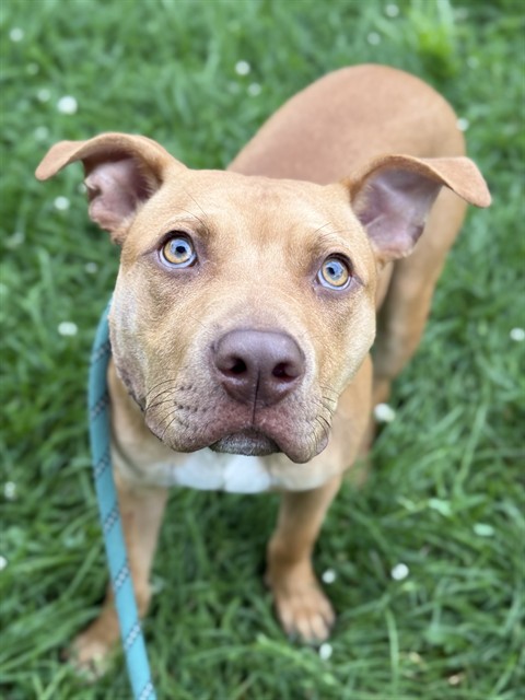 Rattlesnake, adoptable American Pit Bull Terrier at Chicago Animal Care and Control