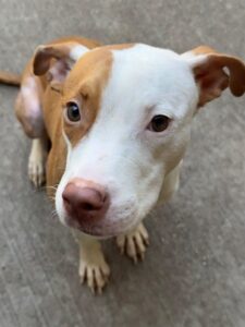 Sorbet, adoptable American Pit Bull Terrier at Chicago Animal Care and Control